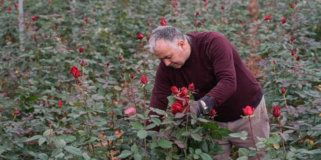 Türkiye’de üretimin %20’sini kucaklıyor: 12.500 dekarda yılda 214 milyon üretime imza atıyor 7